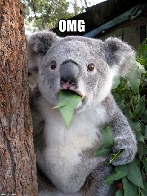 koala meme|shocked koala.